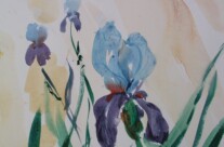 Iris (Aquarell)