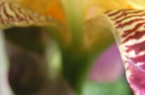 Iris 3
