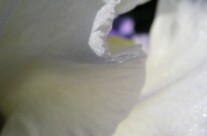 Iris 10