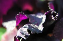 Iris 2