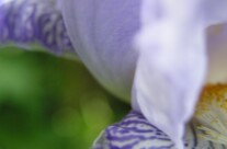 Iris 8