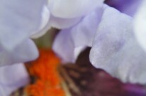 Iris 4