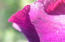 Iris 9
